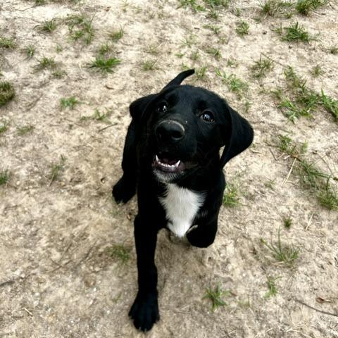 Enlarge Christine, a Adoptable Mixed Breed in Poplar Bluff, MO image 1/5