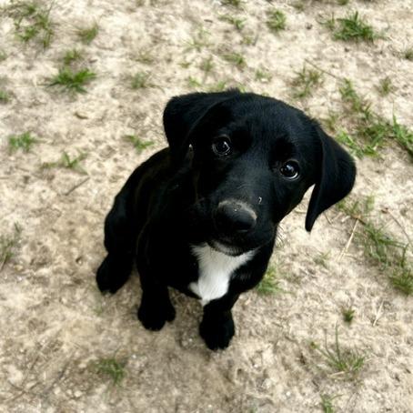 Enlarge Christine, a Adoptable Mixed Breed in Poplar Bluff, MO image 2/5