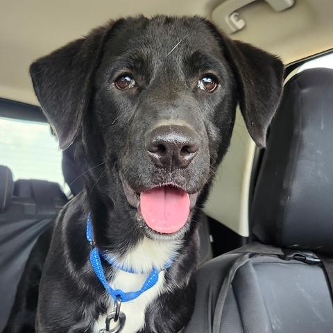 Enlarge Christine, a Adoptable Mixed Breed in Poplar Bluff, MO image 3/5