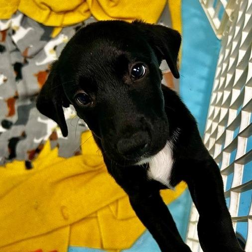 Enlarge Christine, a Adoptable Mixed Breed in Poplar Bluff, MO image 4/5