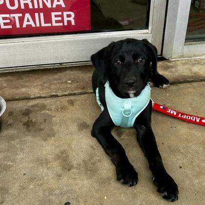 Enlarge Christine, a Adoptable Mixed Breed in Poplar Bluff, MO image 5/5
