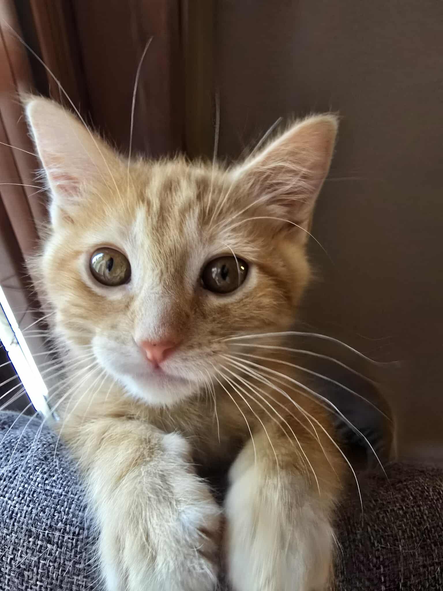 Ringo, Baby Female unknown