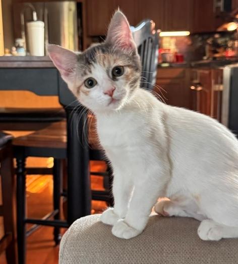 Enlarge Katy Purry, a Adoptable Domestic Short Hair in Davis, CA image 3/3
