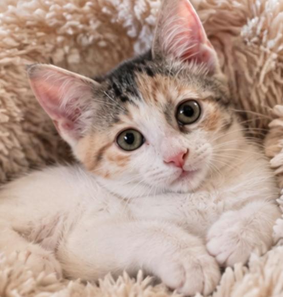 Katy Purry, Adoptable, Kitten Female Domestic Short Hair.