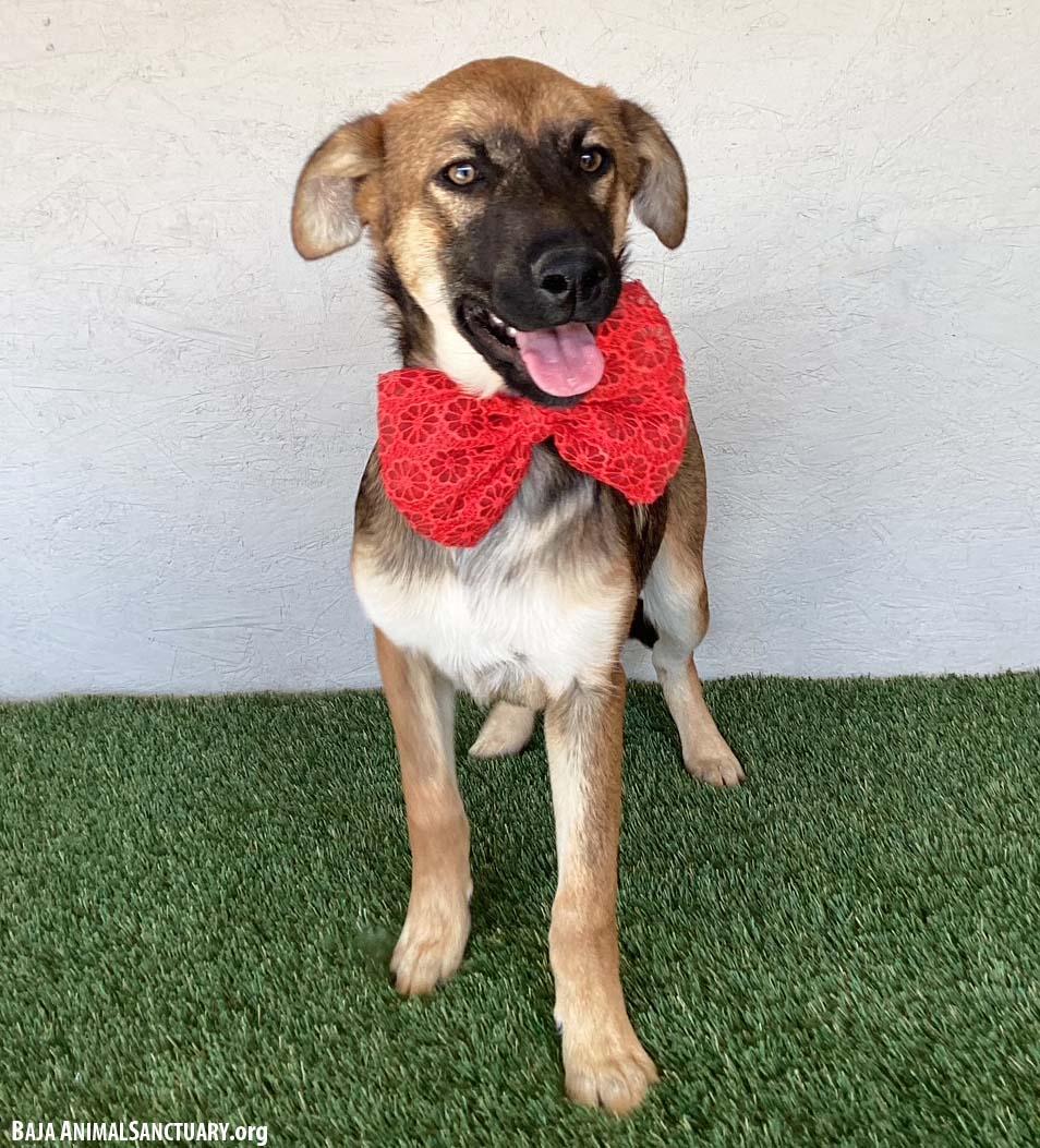 Enlarge Lucille, a ADOPTABLE mixed breed in San Diego, CA image 4/4