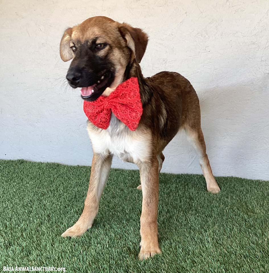 Enlarge Lucille, a ADOPTABLE mixed breed in San Diego, CA image 3/4