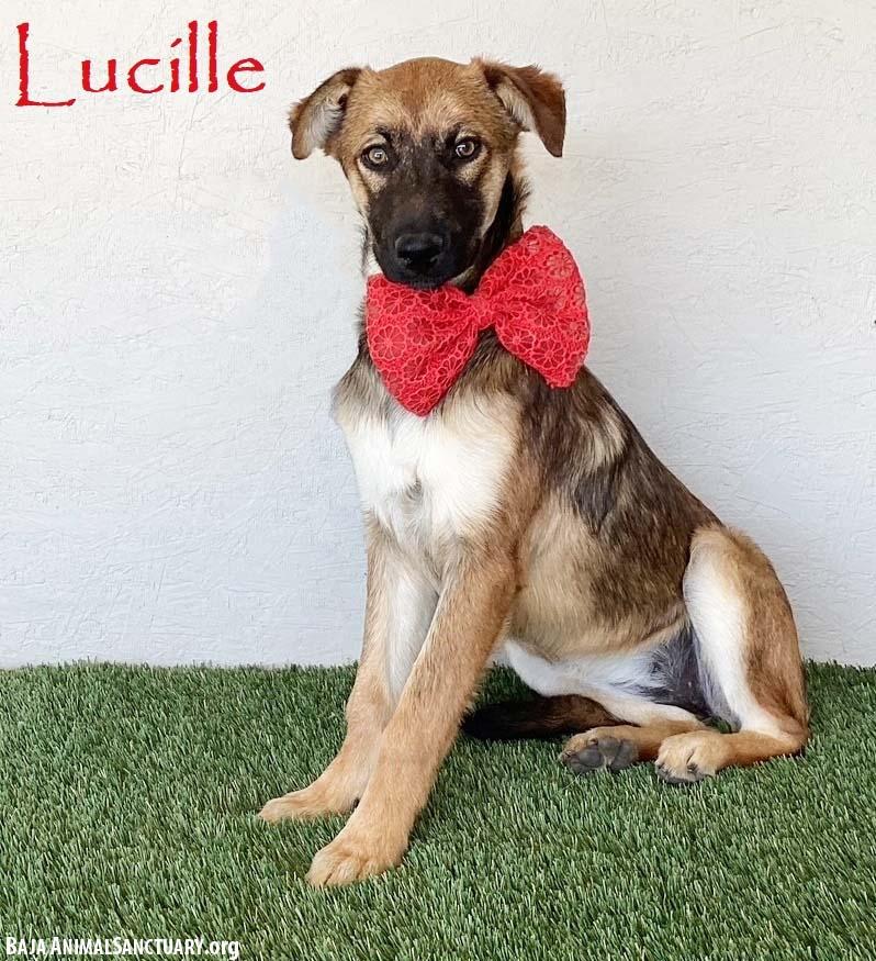 Enlarge Lucille, a ADOPTABLE mixed breed in San Diego, CA image 1/4