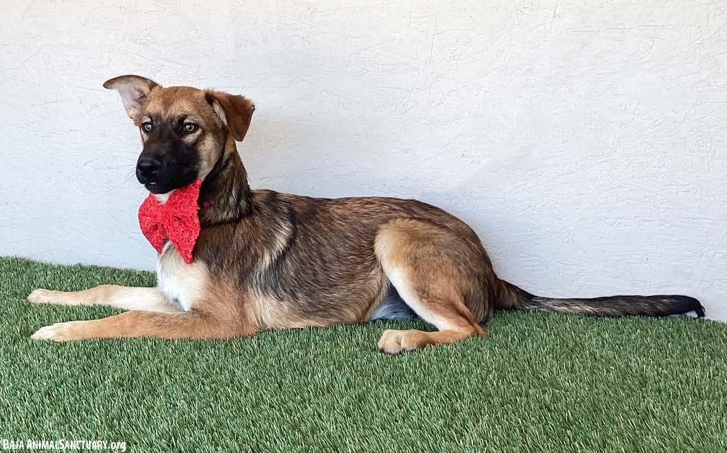 Enlarge Lucille, a ADOPTABLE mixed breed in San Diego, CA image 2/4