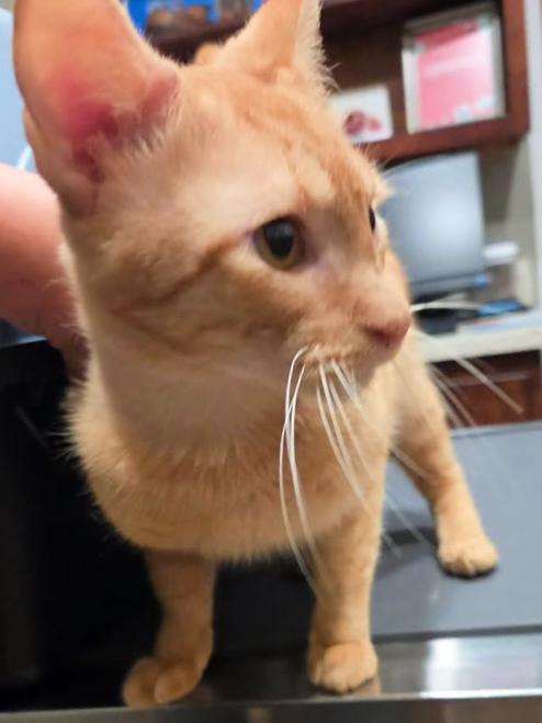 Enlarge Rojo, a ADOPTABLE mixed breed in College Station, TX image 1/1