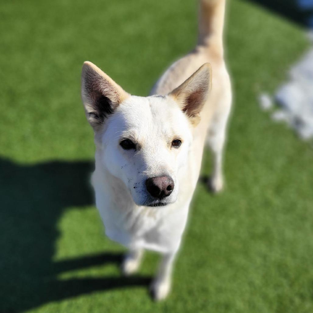 Enlarge Frost, a Adoptable mixed breed in West Islip, NY image 2/3