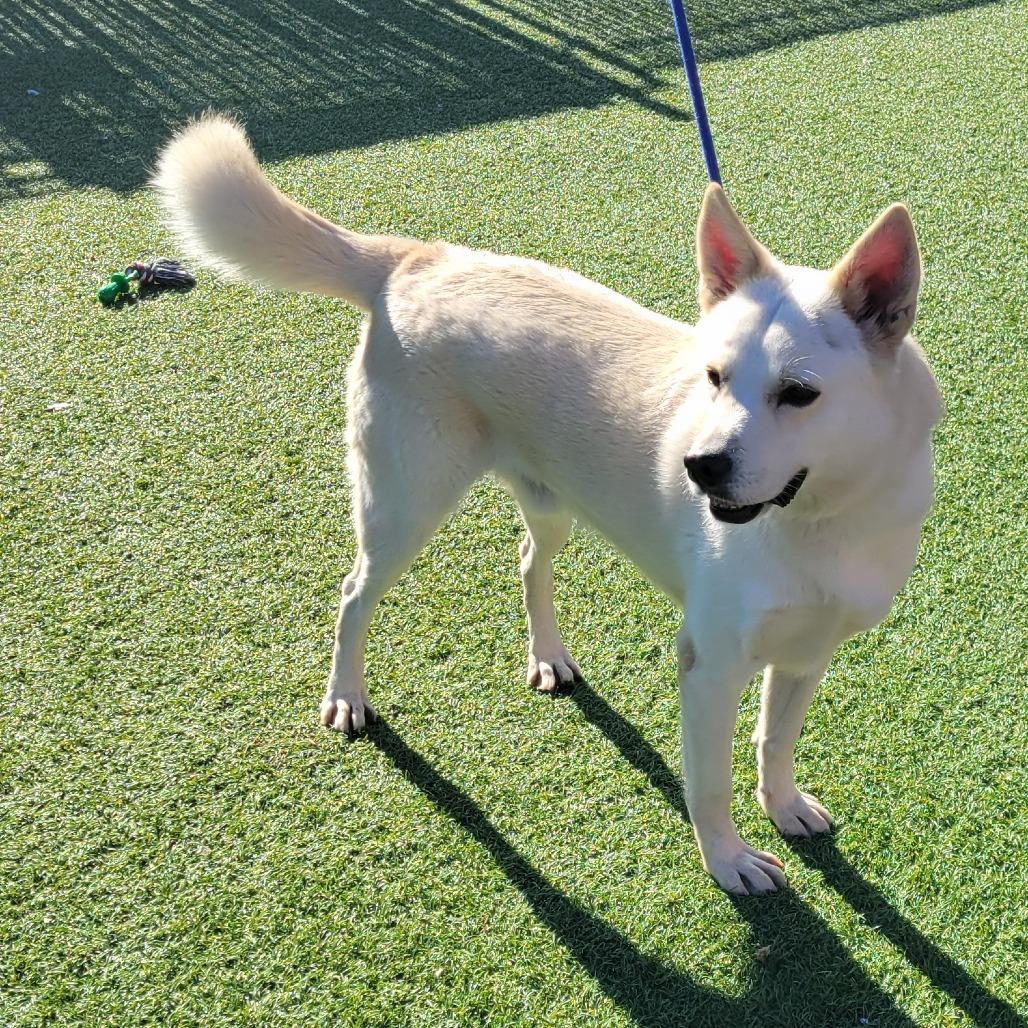 Enlarge Frost, a Adoptable mixed breed in West Islip, NY image 3/3