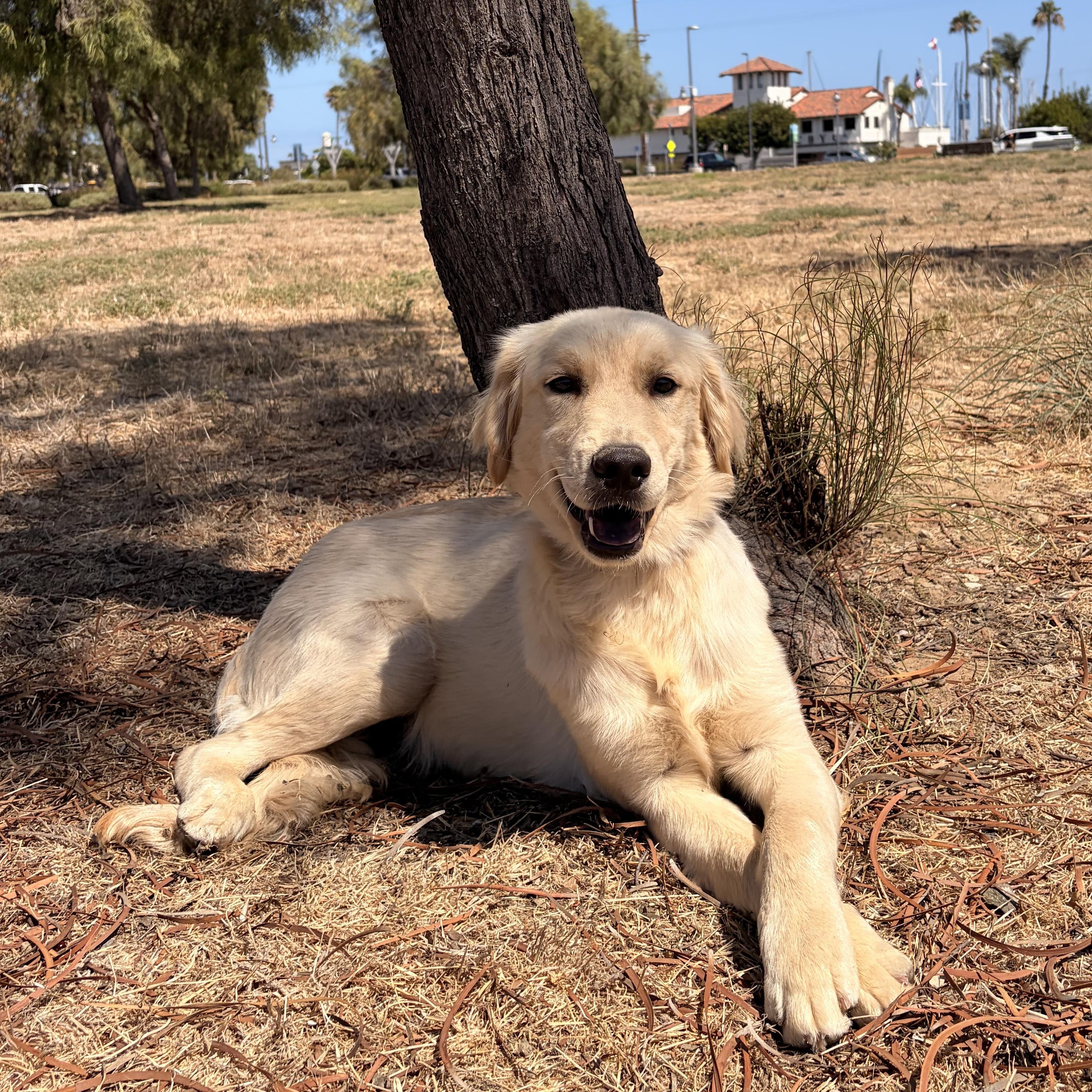 Mochii, a ADOPTABLE Golden Retriever in Torrance, CA image 2/3
