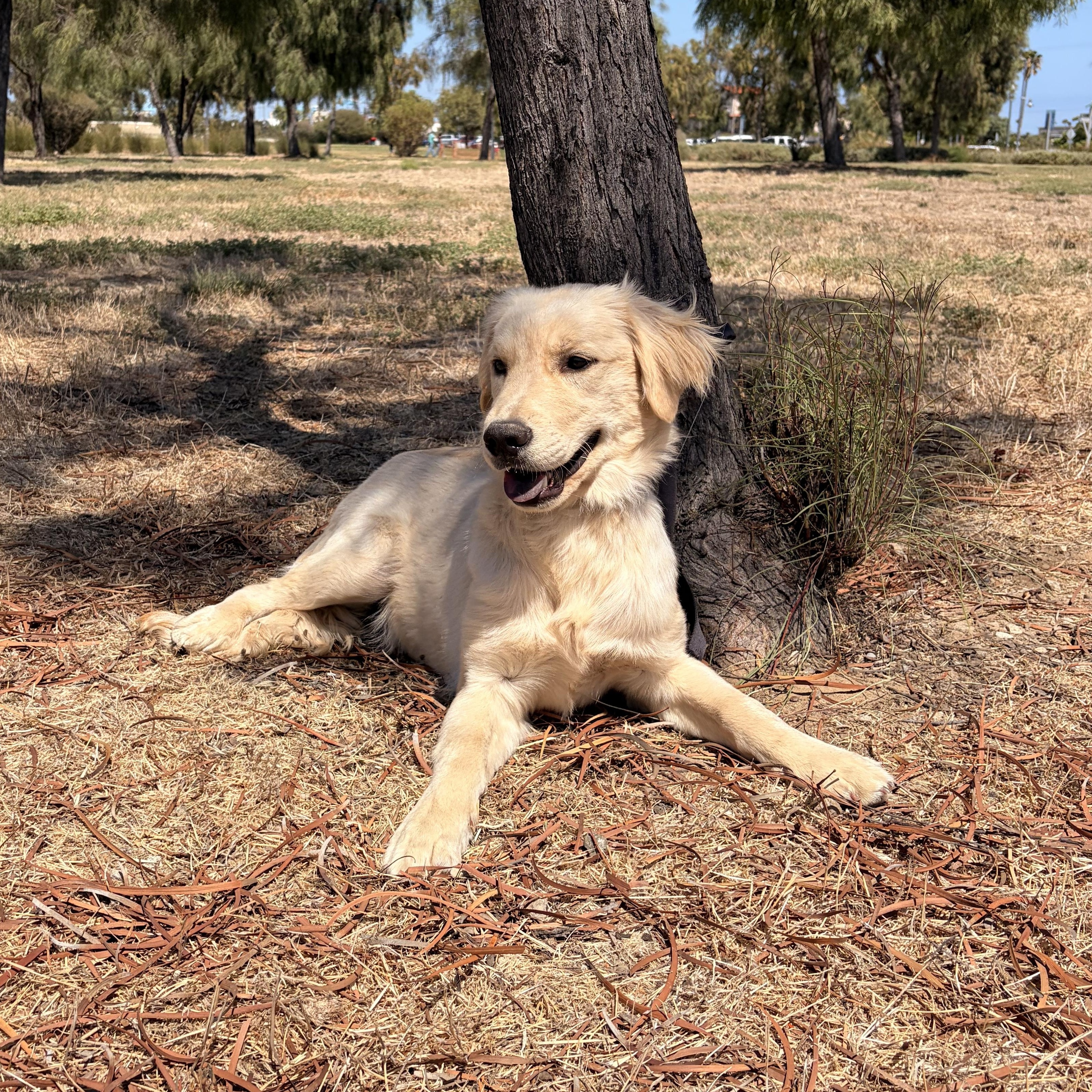 Mochii, a ADOPTABLE Golden Retriever in Torrance, CA image 3/3