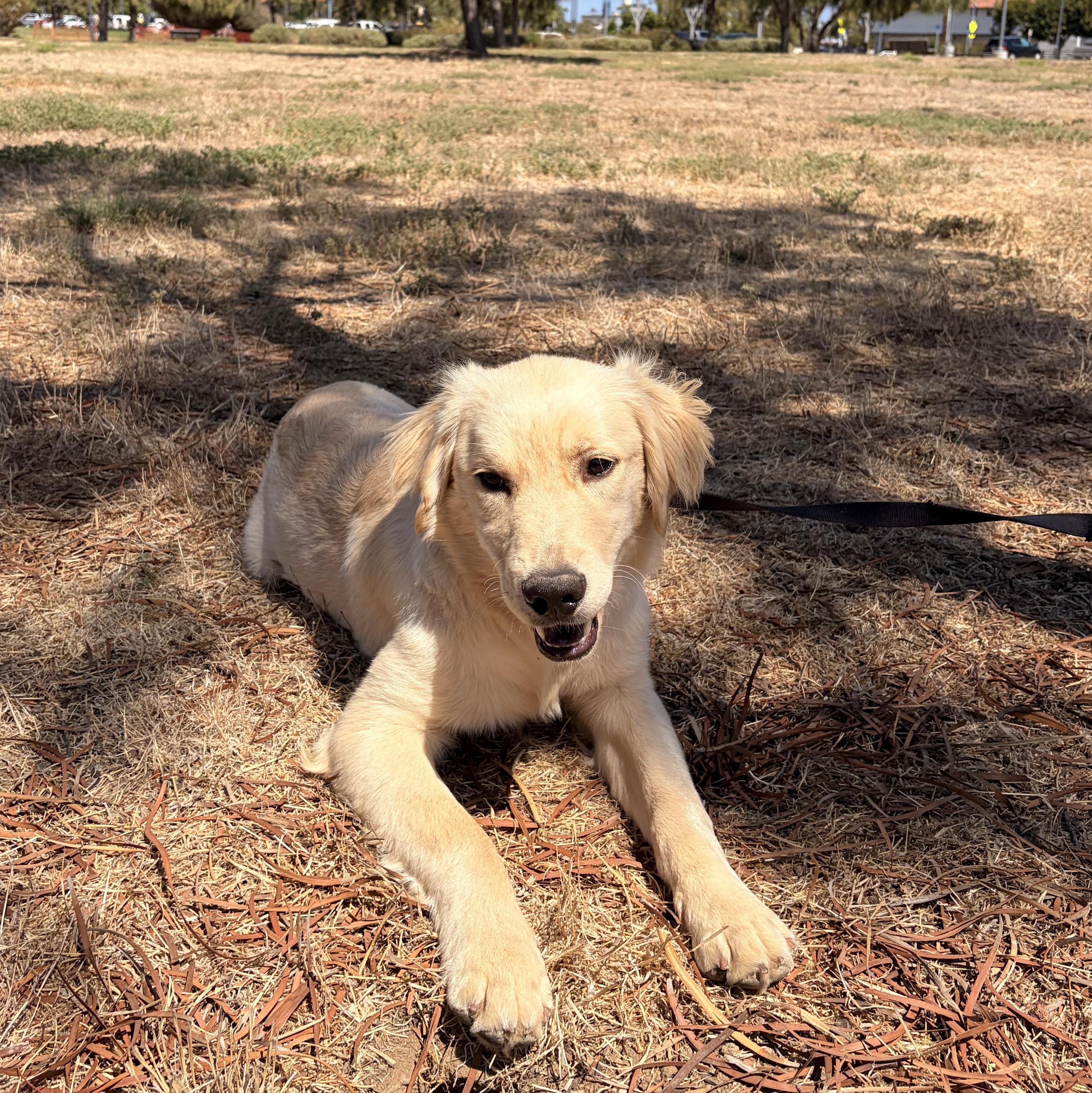 Mochii, ADOPTABLE, Young Male Golden Retriever.
