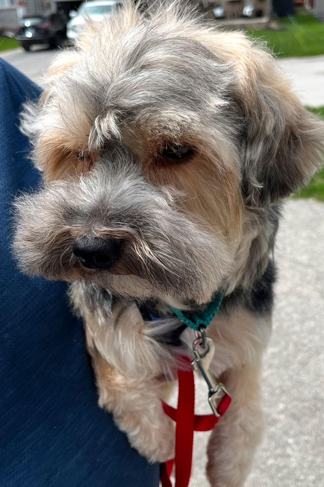 ZICO, a Adopted Yorkshire Terrier in Minesing, ON image 1/3