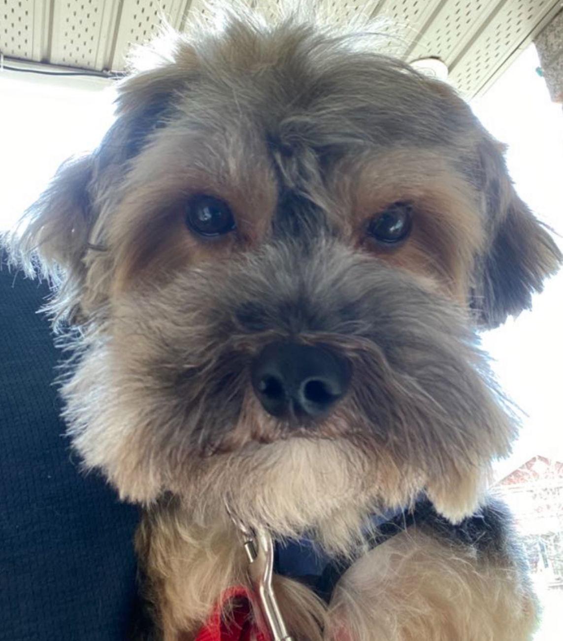 ZICO, a Adopted Yorkshire Terrier in Minesing, ON image 2/3