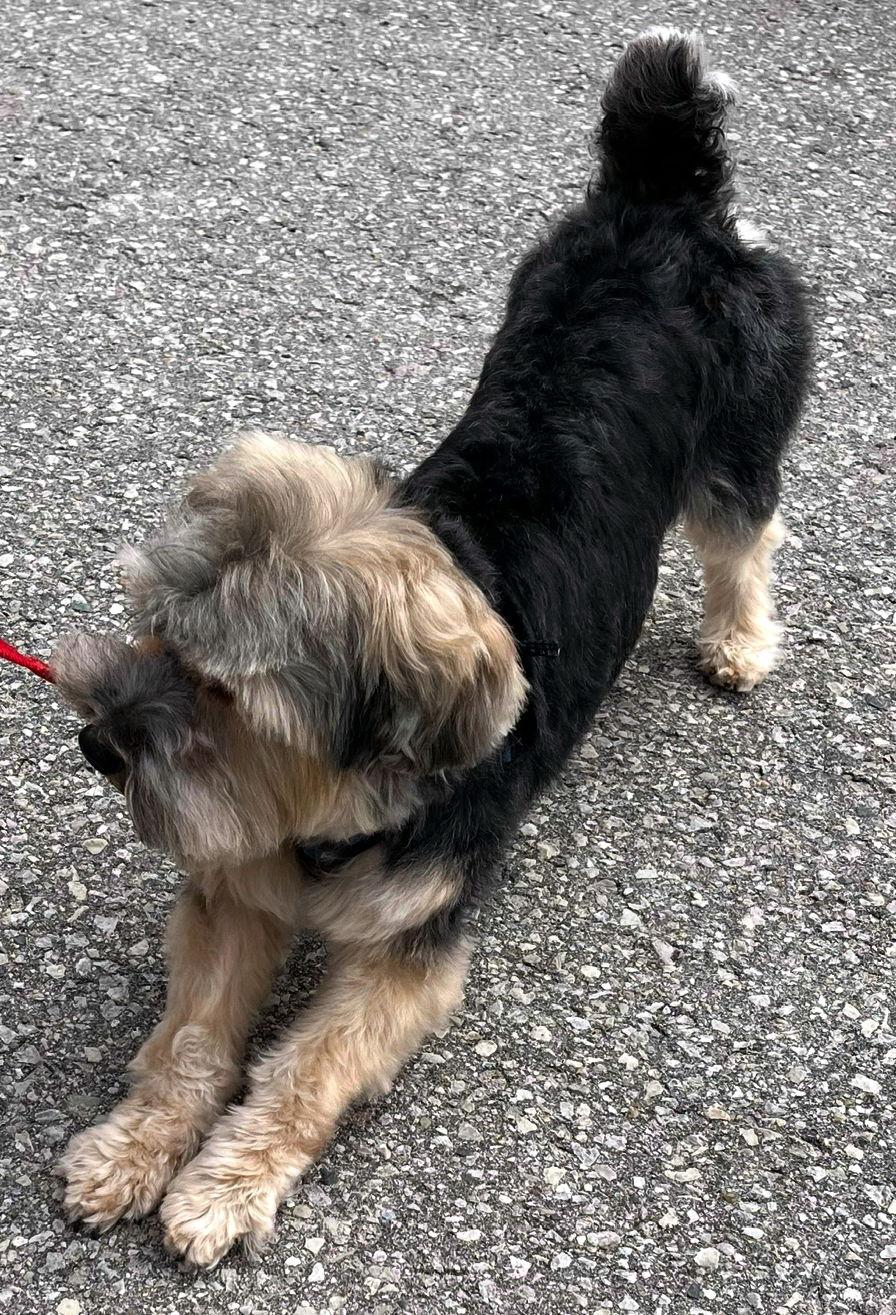 ZICO, a Adopted Yorkshire Terrier in Minesing, ON image 3/3