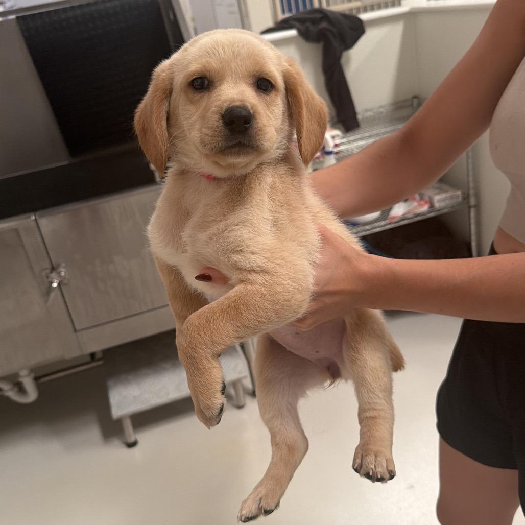 Butterfly, adopted, Puppy Female Labrador Retriever.