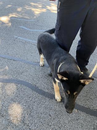 Ryver, Adoptable, Young Male German Shepherd Dog & Mixed Breed.