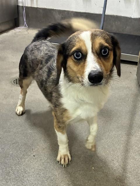 THEO, Adoptable, Adult Male Beagle & Australian Cattle Dog / Blue Heeler.