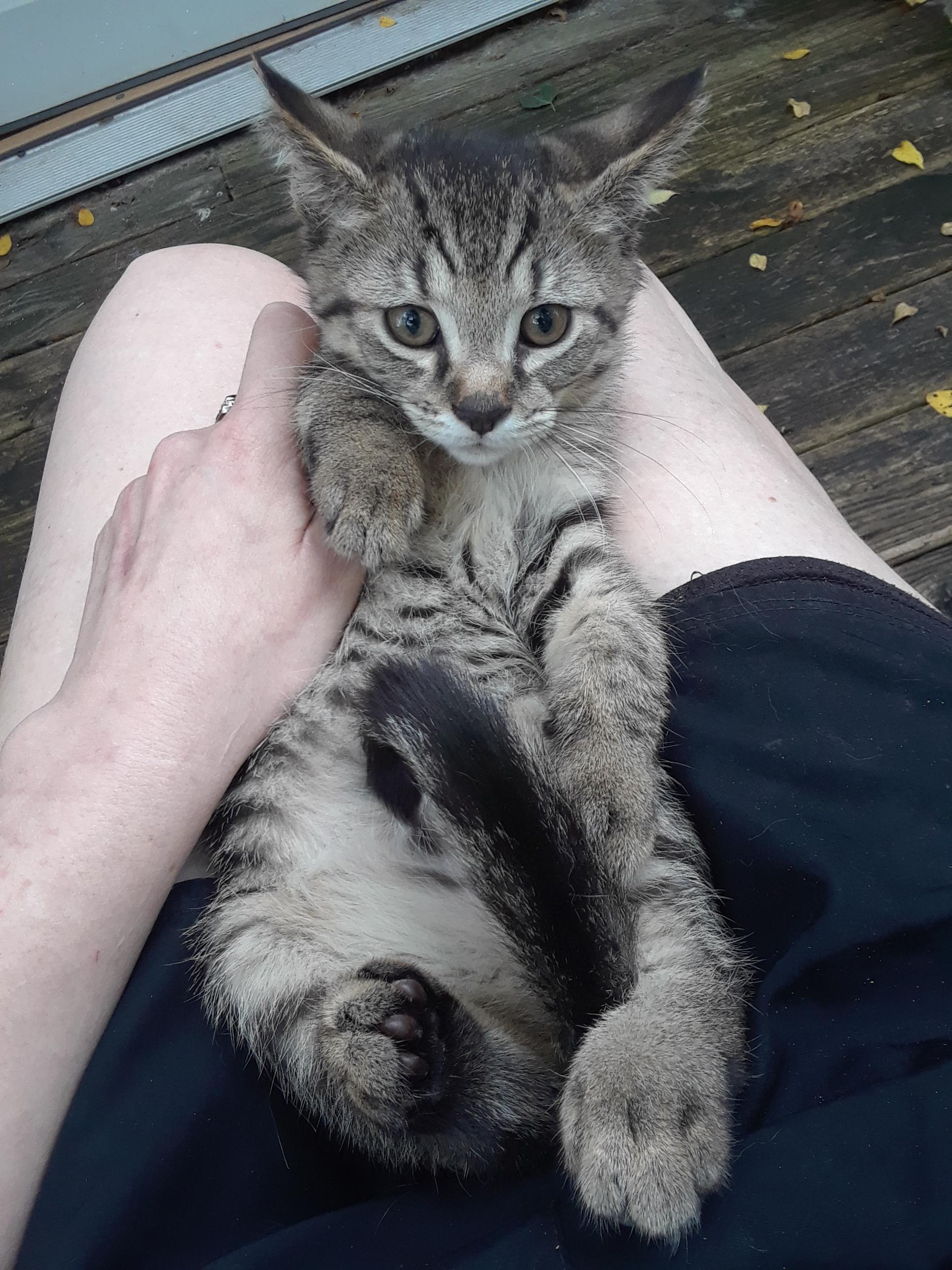 Enlarge Coca-Cola Normal, a ADOPTABLE Domestic Short Hair in Millerton, PA image 4/6