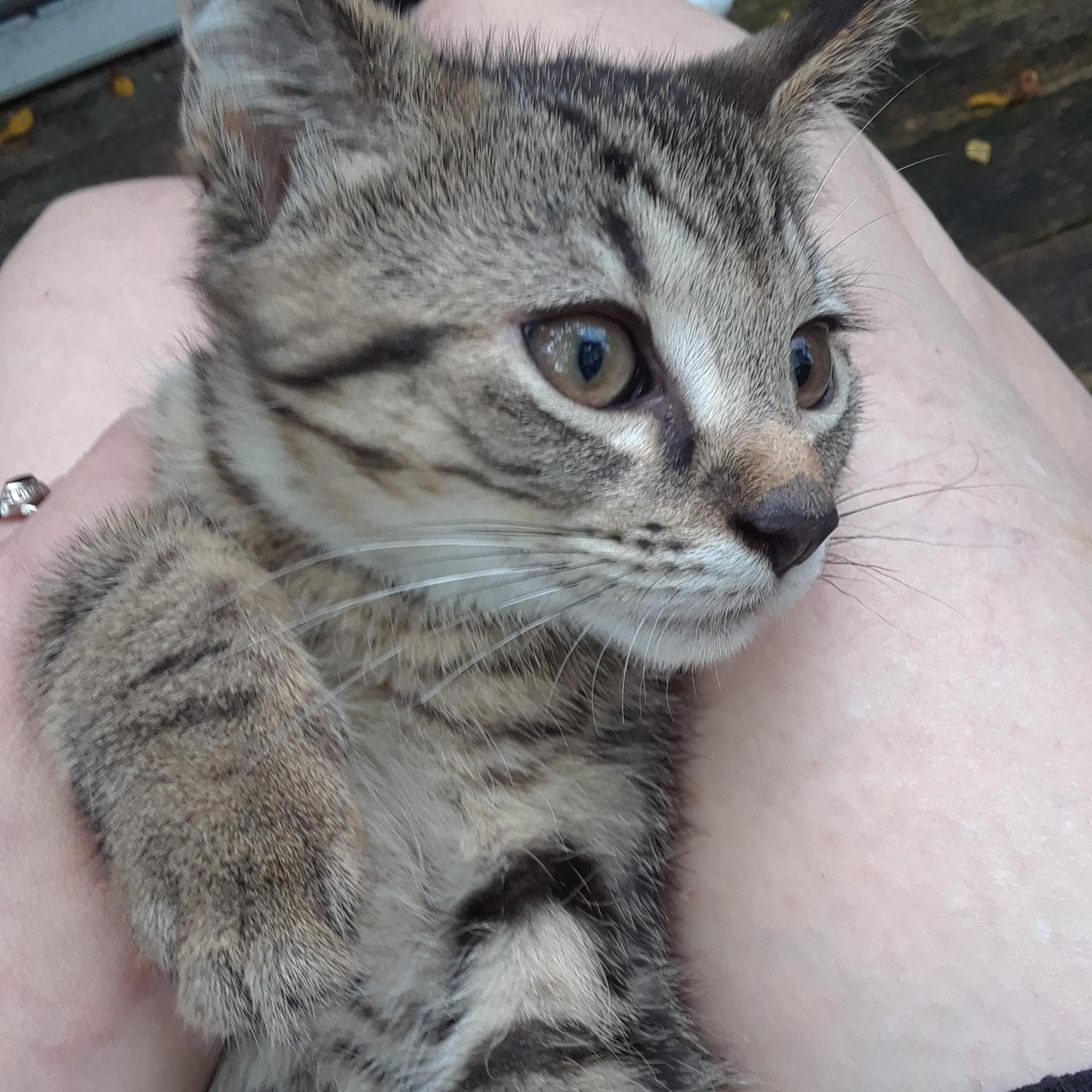 Enlarge Coca-Cola Normal, a ADOPTABLE Domestic Short Hair in Millerton, PA image 6/6