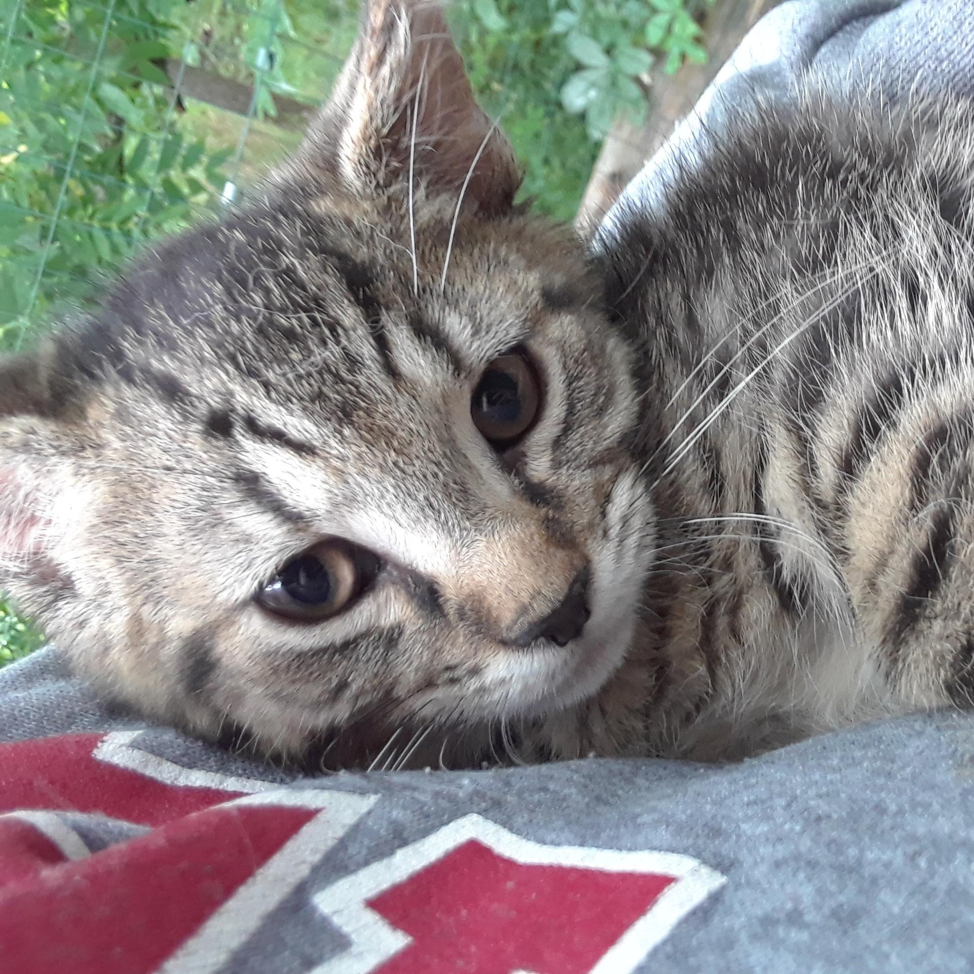 Coca-Cola Normal, ADOPTABLE, Kitten Male Domestic Short Hair.