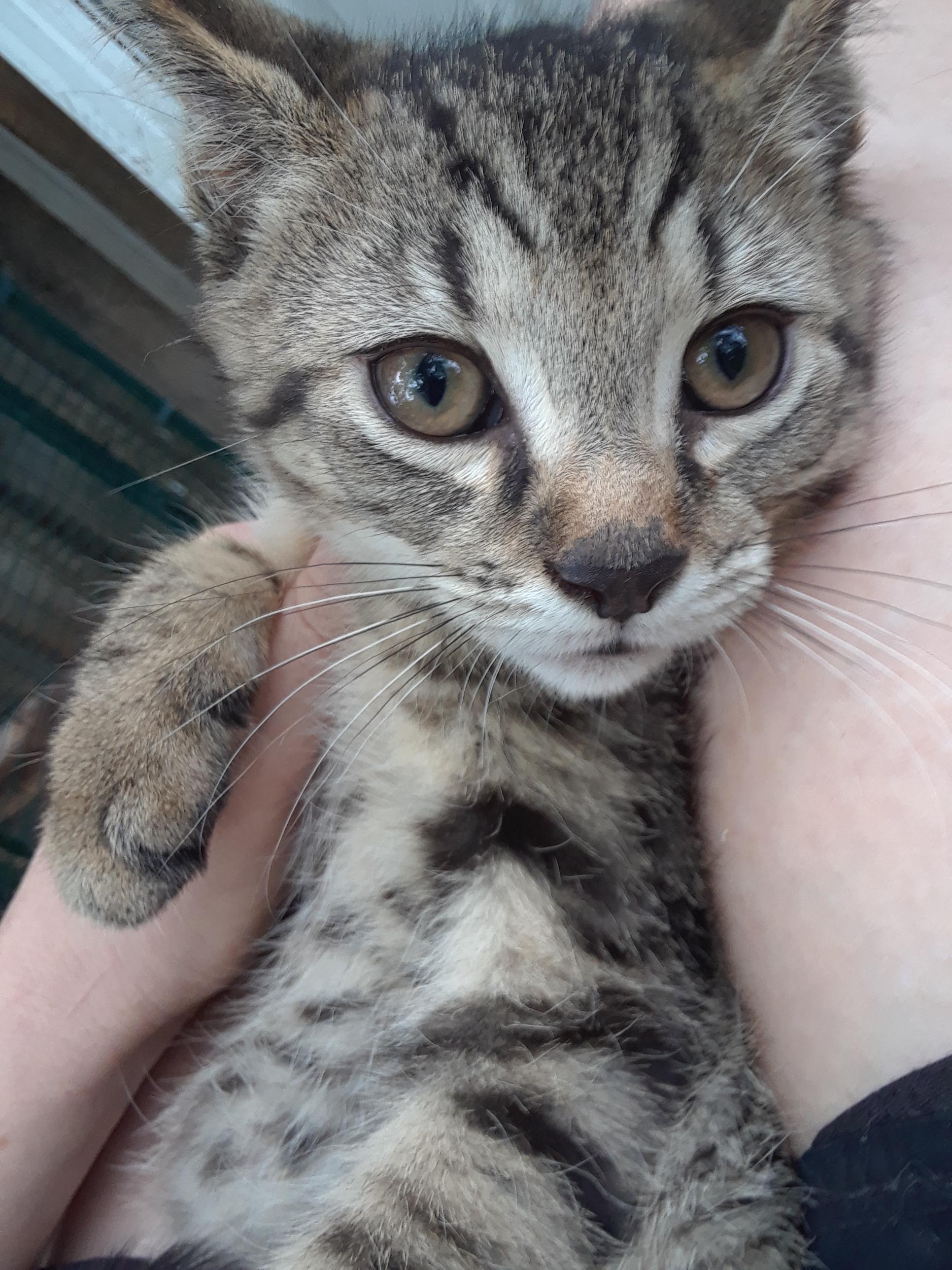 Enlarge Coca-Cola Normal, a ADOPTABLE Domestic Short Hair in Millerton, PA image 3/6
