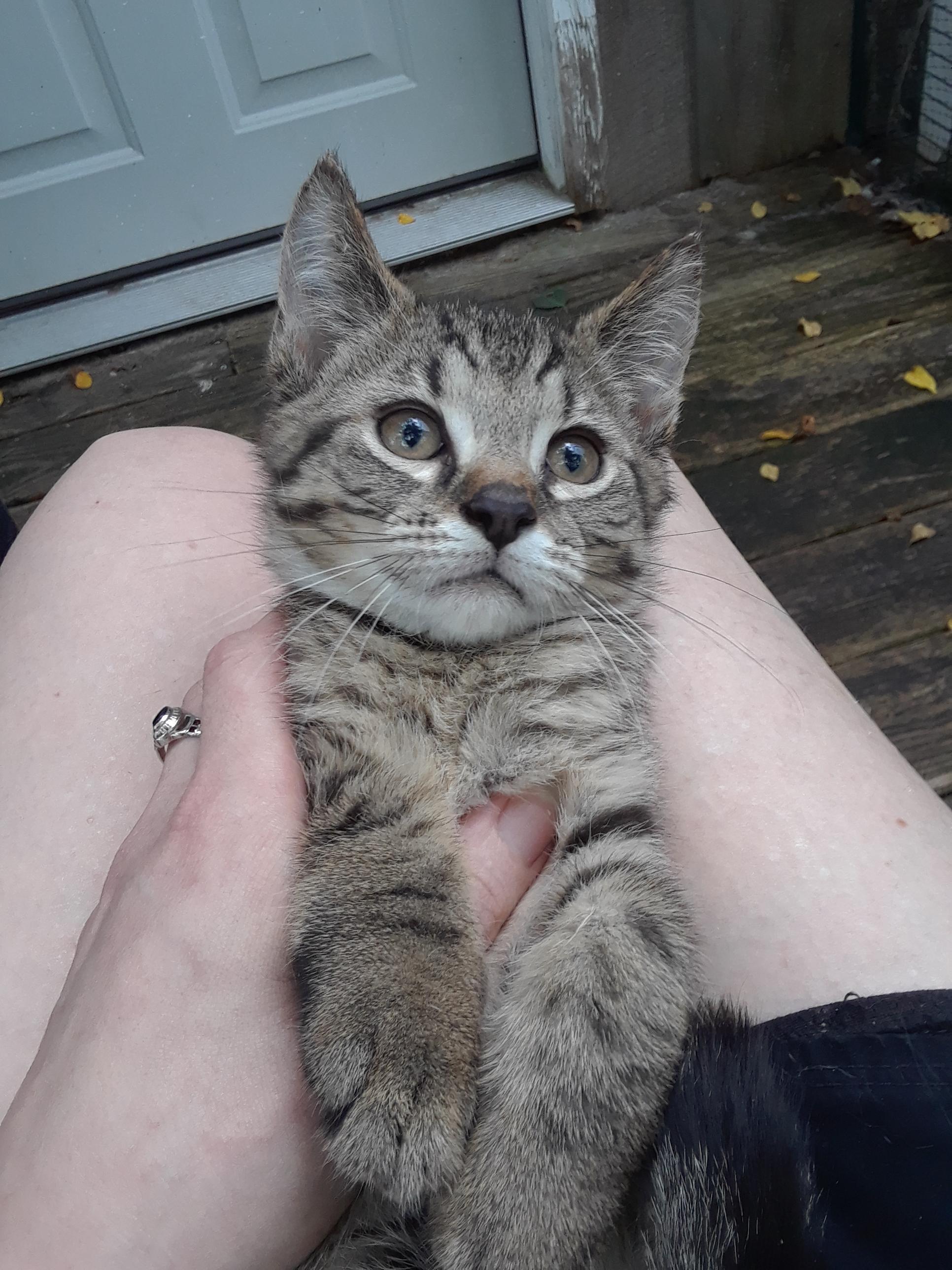 Enlarge Coca-Cola Normal, a ADOPTABLE Domestic Short Hair in Millerton, PA image 5/6