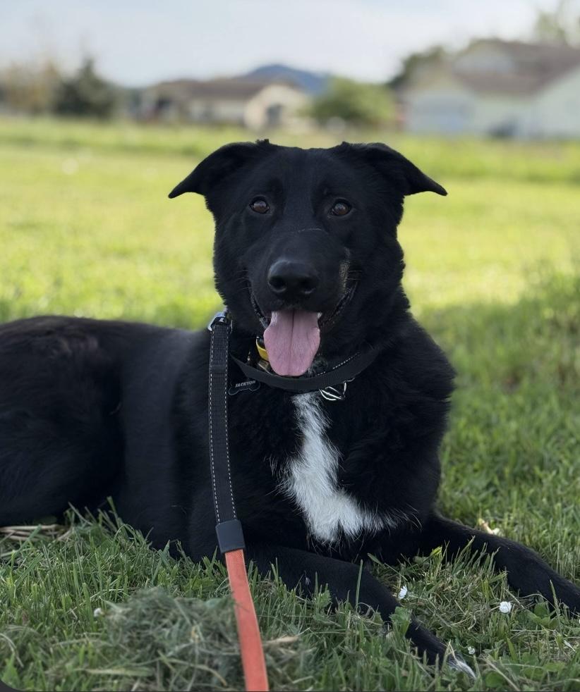 Jackson, a Adoptable mixed breed in Cottage Grove, OR image 4/4