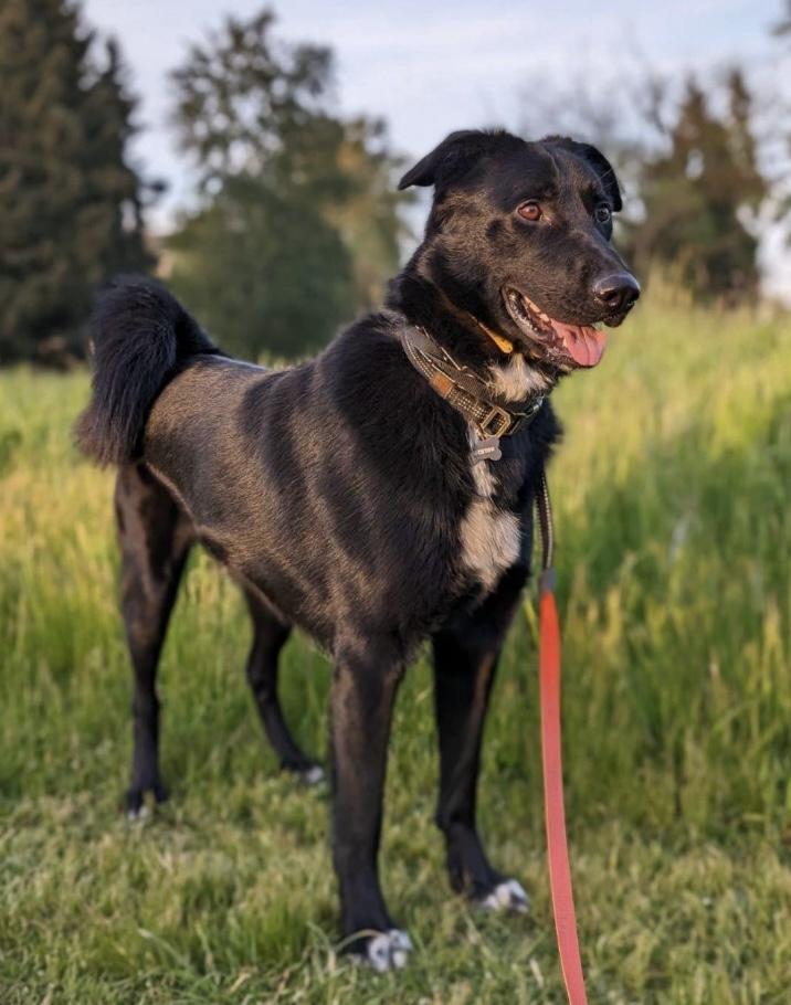 Jackson, Adoptable, Adult Male German Shepherd Dog.