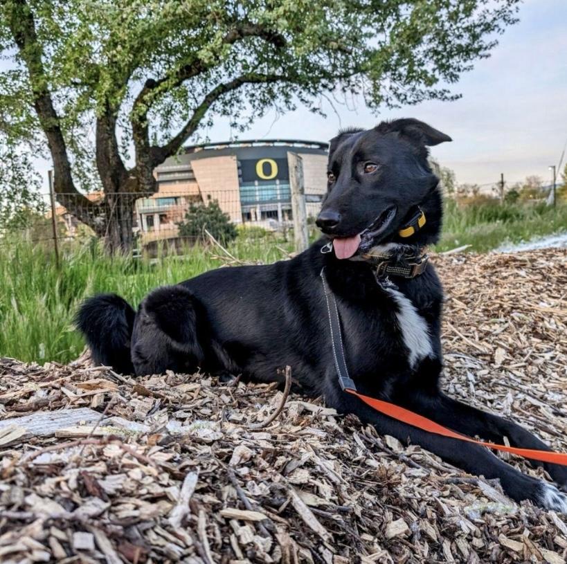 Jackson, a Adoptable mixed breed in Cottage Grove, OR image 3/4