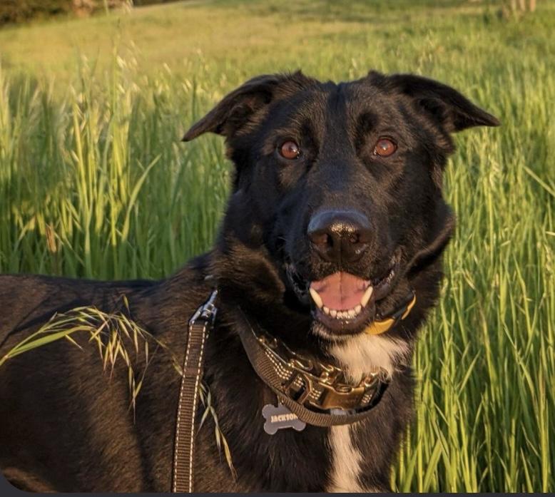Jackson, a Adoptable mixed breed in Cottage Grove, OR image 2/4