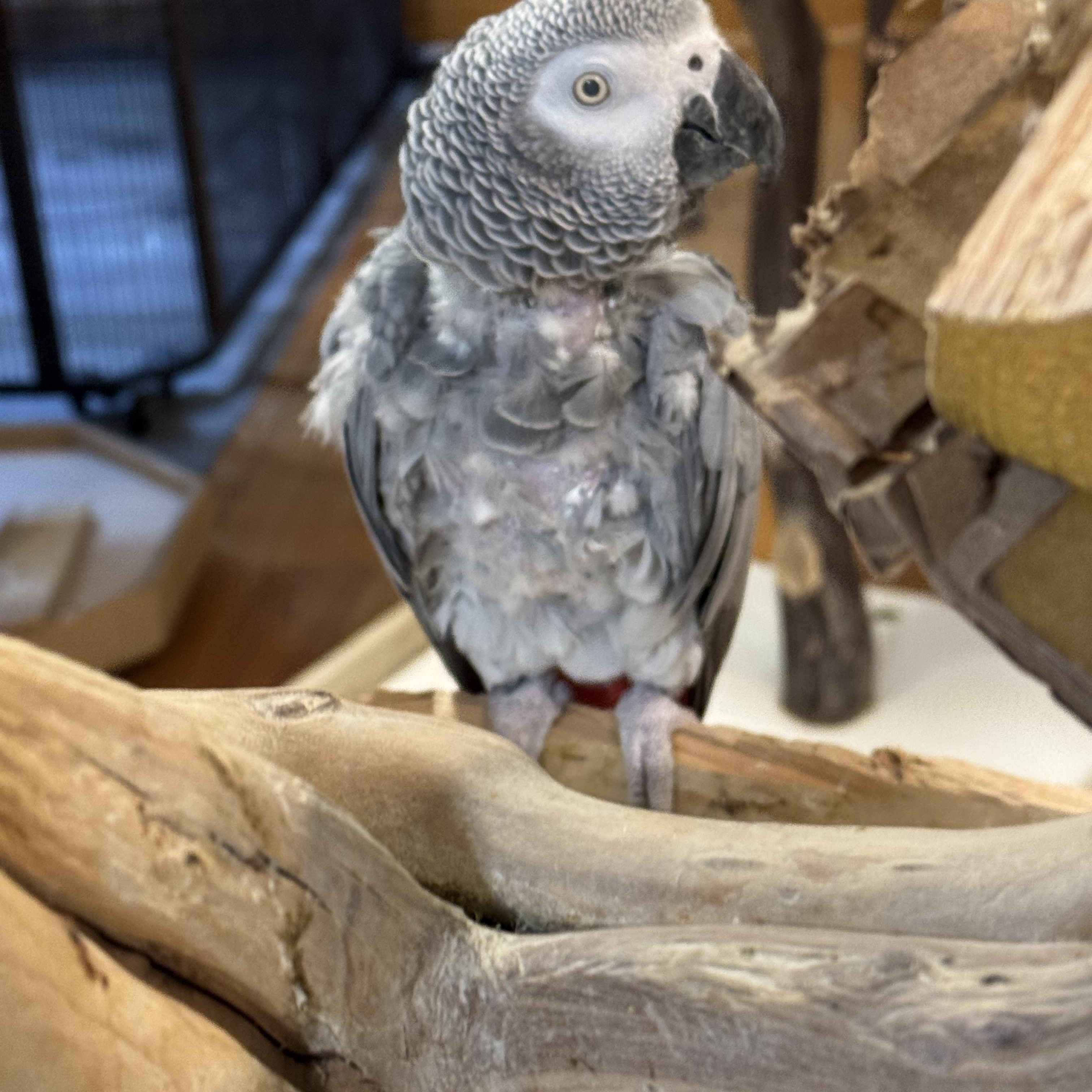 Lyla, Adoptable, Adult Female African Grey.
