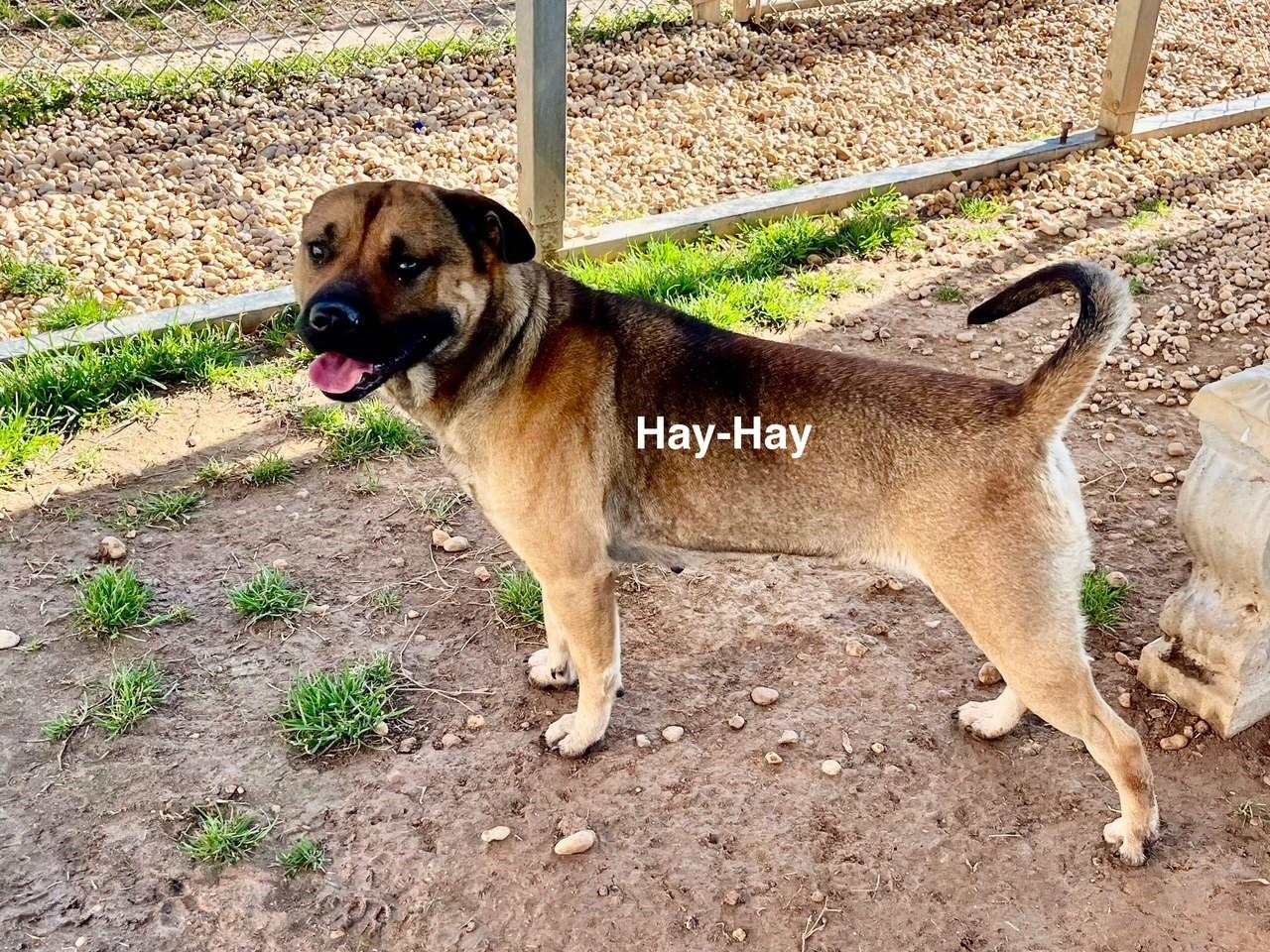 Hay-Hay photo 3