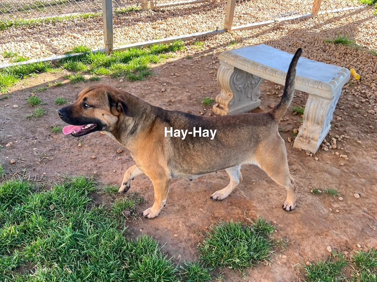 Hay-Hay photo 2