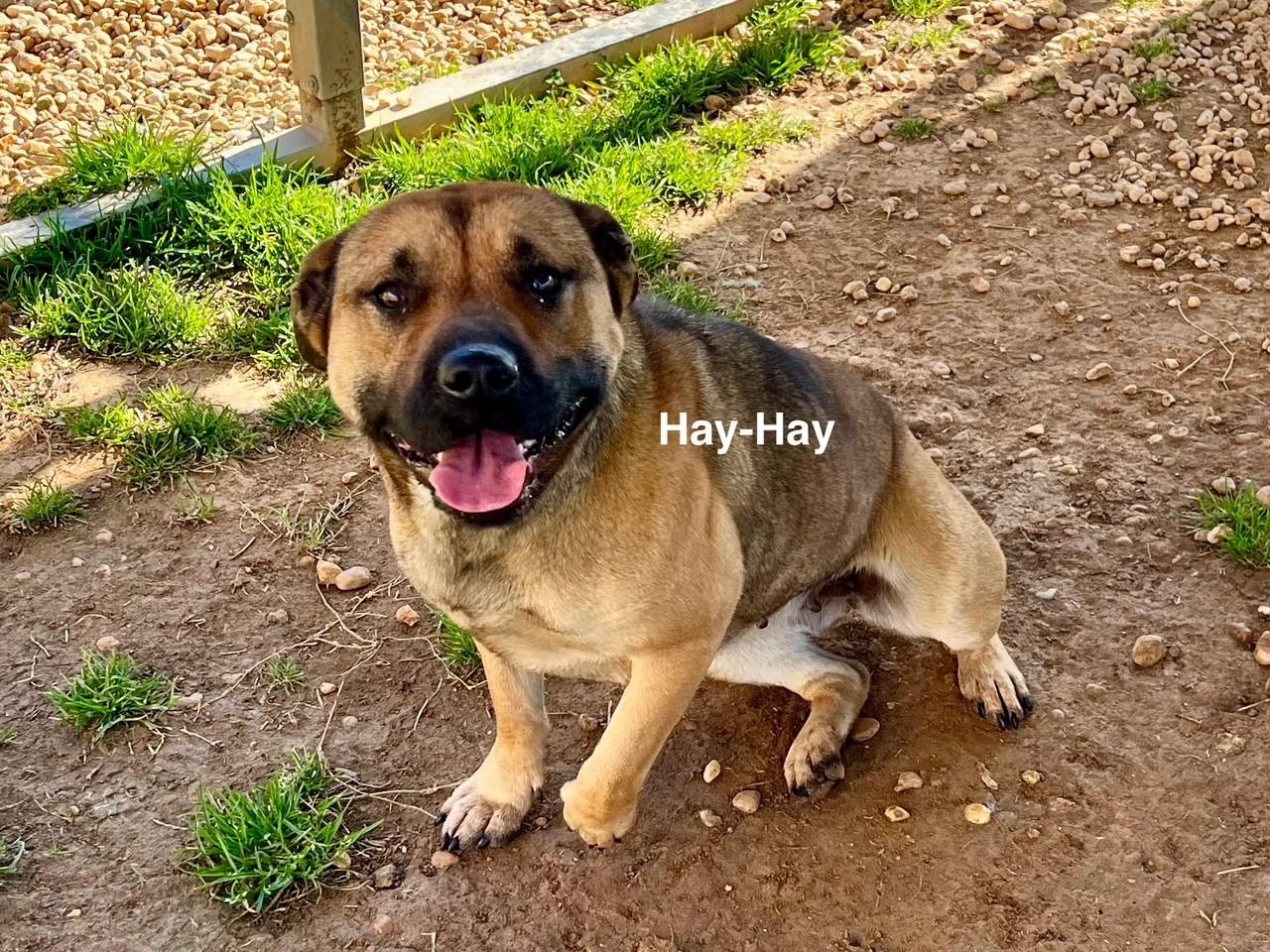 Hay-Hay photo 4