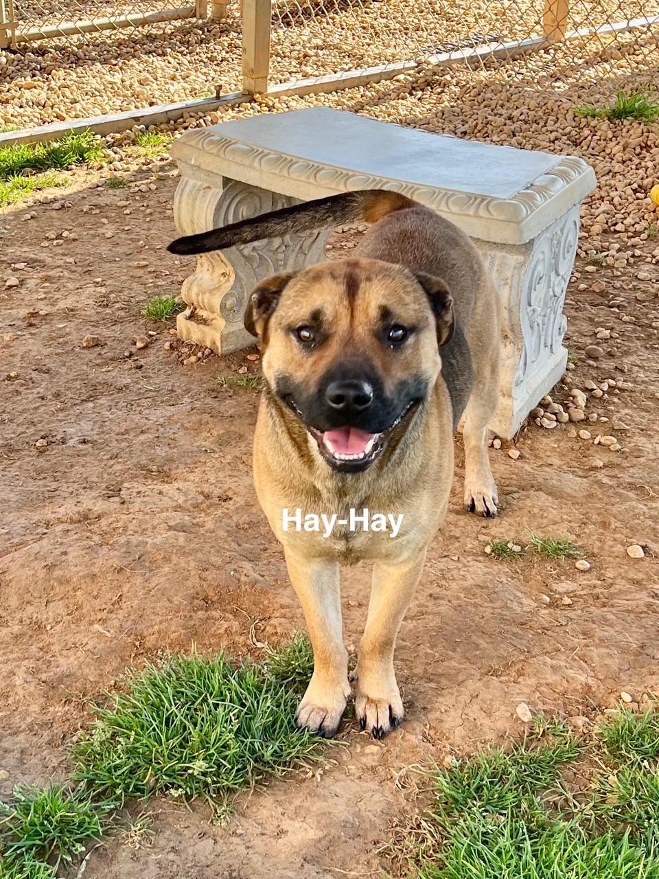 Hay-Hay, Young Female Shepherd