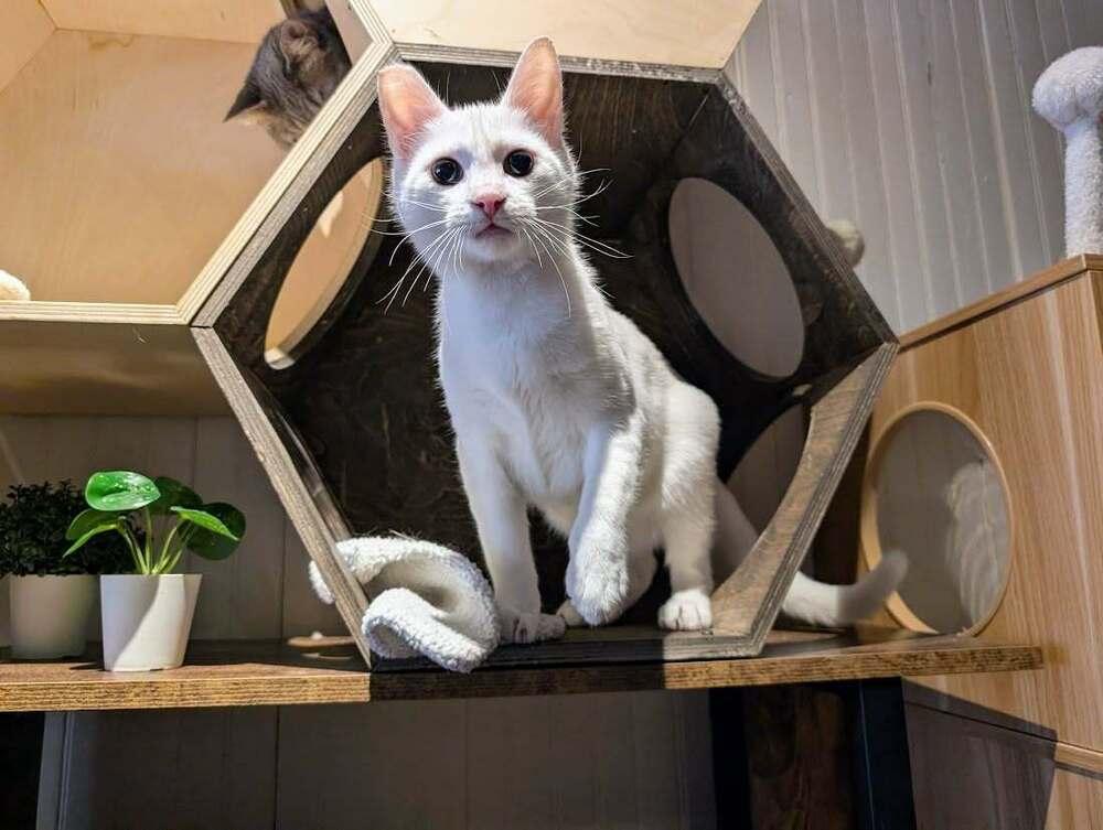 Enlarge Lumi, a Adoptable Domestic Short Hair in Lewisburg, PA image 2/4