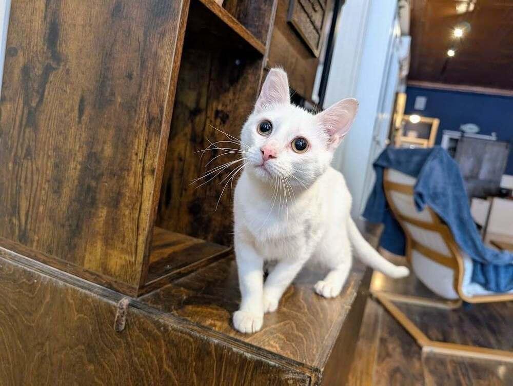Enlarge Lumi, a Adoptable Domestic Short Hair in Lewisburg, PA image 3/4