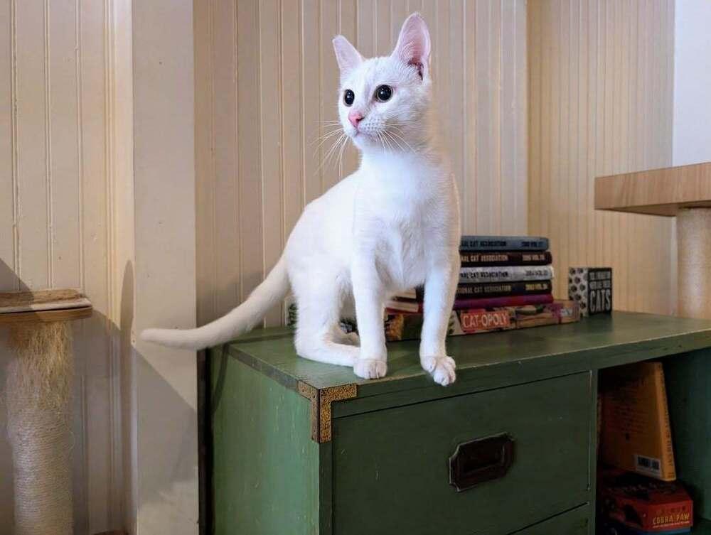 Enlarge Lumi, a Adoptable Domestic Short Hair in Lewisburg, PA image 4/4