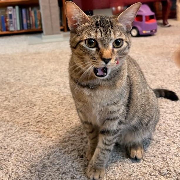 Enlarge Cheetah, a Adoptable Domestic Short Hair in Newport News, VA image 1/4