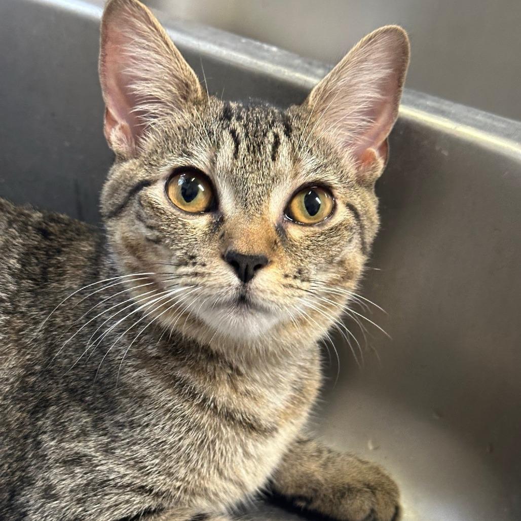 Enlarge Cheetah, a Adoptable Domestic Short Hair in Newport News, VA image 2/4