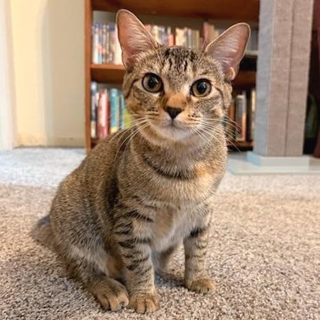 Enlarge Cheetah, a Adoptable Domestic Short Hair in Newport News, VA image 3/4