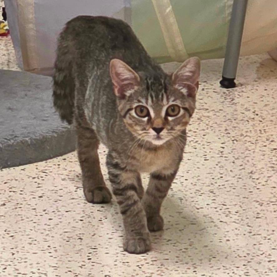 Enlarge Cheetah, a Adoptable Domestic Short Hair in Newport News, VA image 4/4