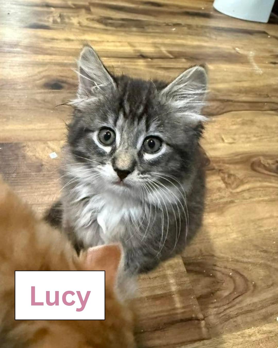 Lucy Darling, ADOPTABLE, Young Female Domestic Medium Hair.