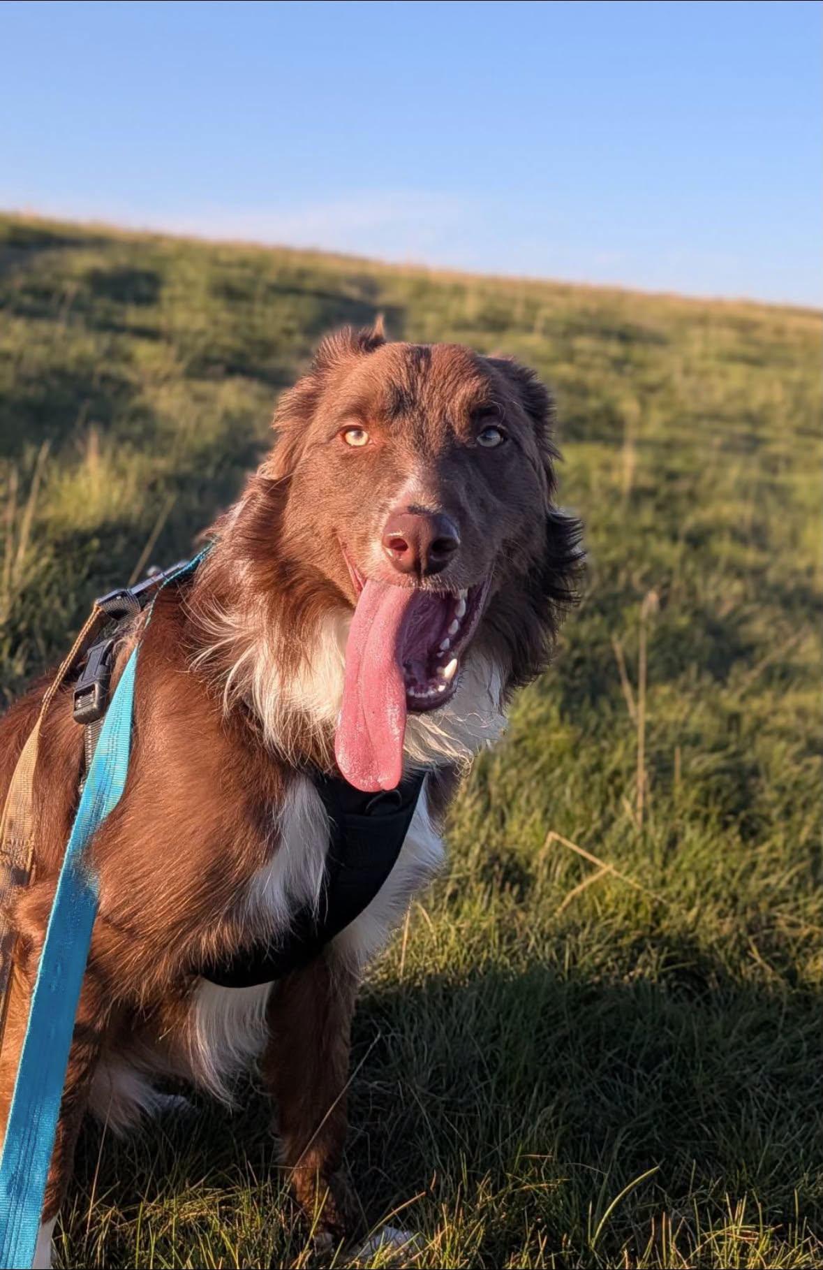 Enlarge Tucker, a Adoptable mixed breed in Edmonton, AB image 2/3