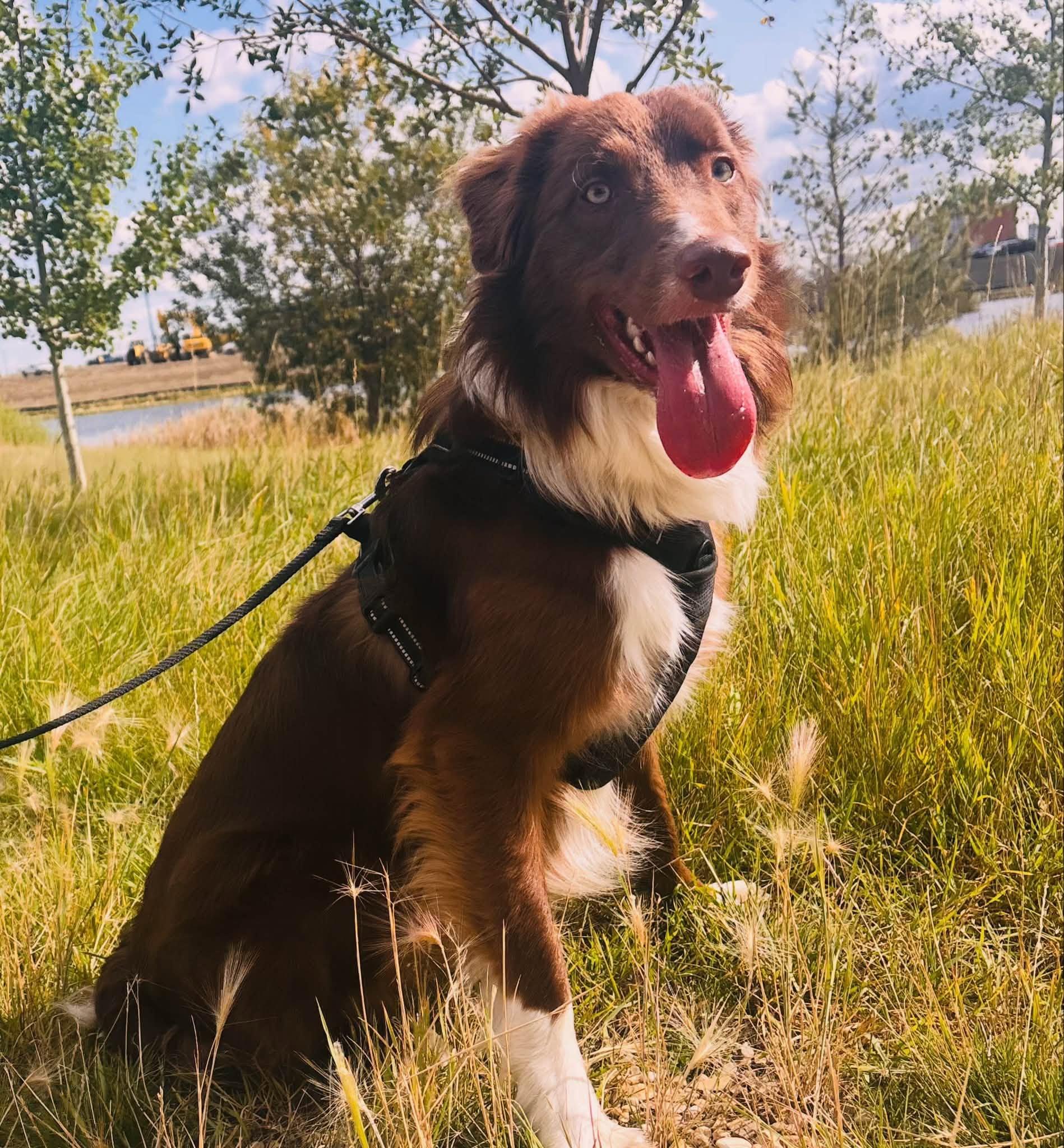 Tucker, Adoptable, Young Male Border Collie.