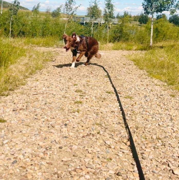 Enlarge Tucker, a Adoptable mixed breed in Edmonton, AB image 3/3