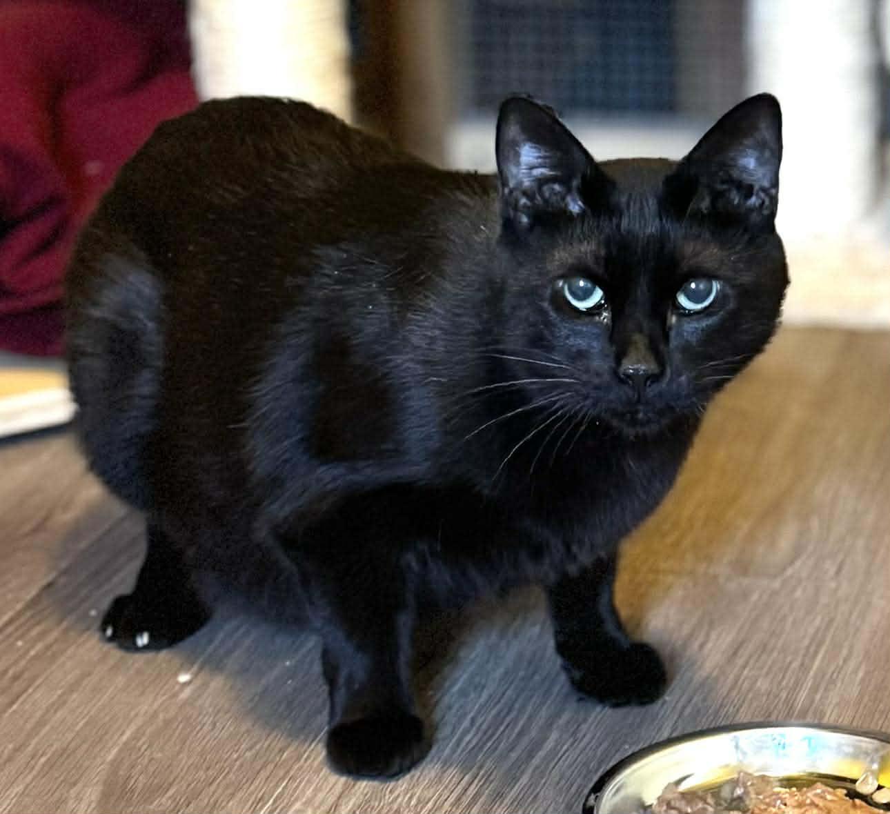 Enlarge Coal, a ADOPTABLE Domestic Short Hair in Sedalia, MO image 1/2